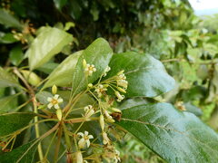 Pittosporum tinifolium, photograph (c) Steve Fitzgerald, some rights reserved (CC BY-SA)