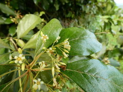 Pittosporum tinifolium, photograph (c) Steve Fitzgerald, some rights reserved (CC BY-SA)