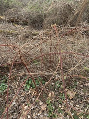 Rubus phoenicolasius