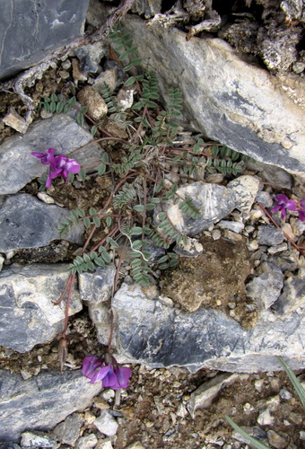 grey bladder oxytrope (Oxytropis pauciflora)