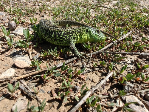 siberian sand lizard