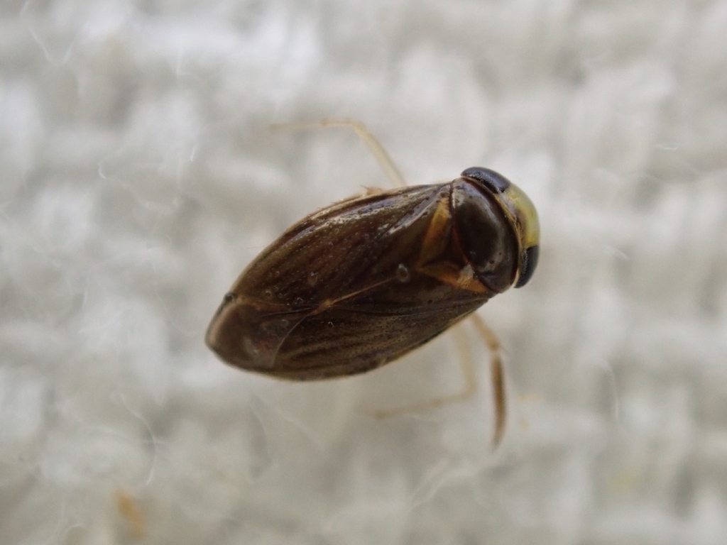 Micronecta Raccolte Micronecta in May 2026 by Michelle Colpus · iNaturalist