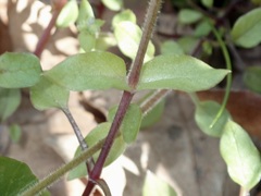 Stellaria cupaniana