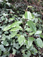 Prunus lusitanica