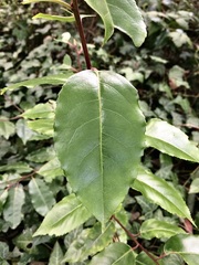 Prunus lusitanica