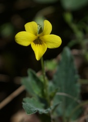 Viola purpurea quercetorum