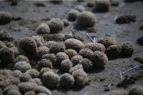 Valonia aegagropila observed 2026-05-01