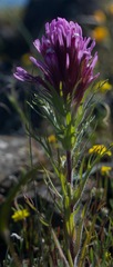 Castilleja exserta