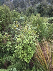 Lemonwood (Ascarina)