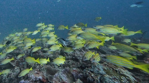 Lutjanus kasmira