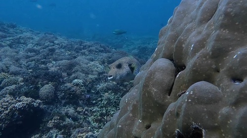 Arothron hispidus