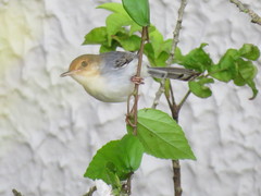 Prinia molleri