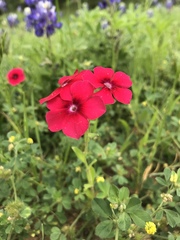 Phlox drummondii