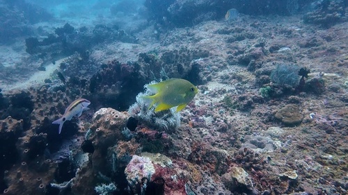 Amblyglyphidodon aureus