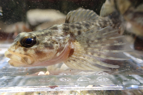Japanese sculpin (Cottus pollux) — Cottidae — 4