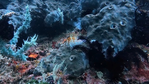 Cirrhitichthys falco