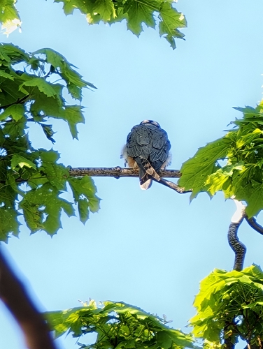 Eurasian Hobby