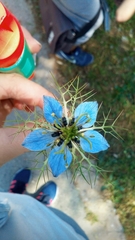 Nigella damascena
