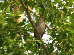 Turdus olivaceofuscus