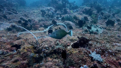 Sufflamen chrysopterum