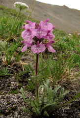 Pedicularis anthemifolia