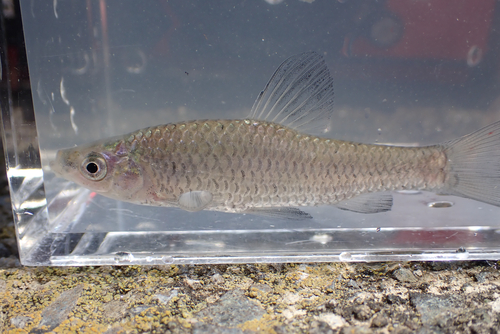Topmouth Gudgeon