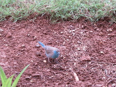 Uraeginthus angolensis