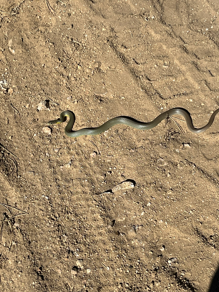 Eastern Yellow-bellied Racer from Centennial Cone Rd, Golden, CO, US on ...