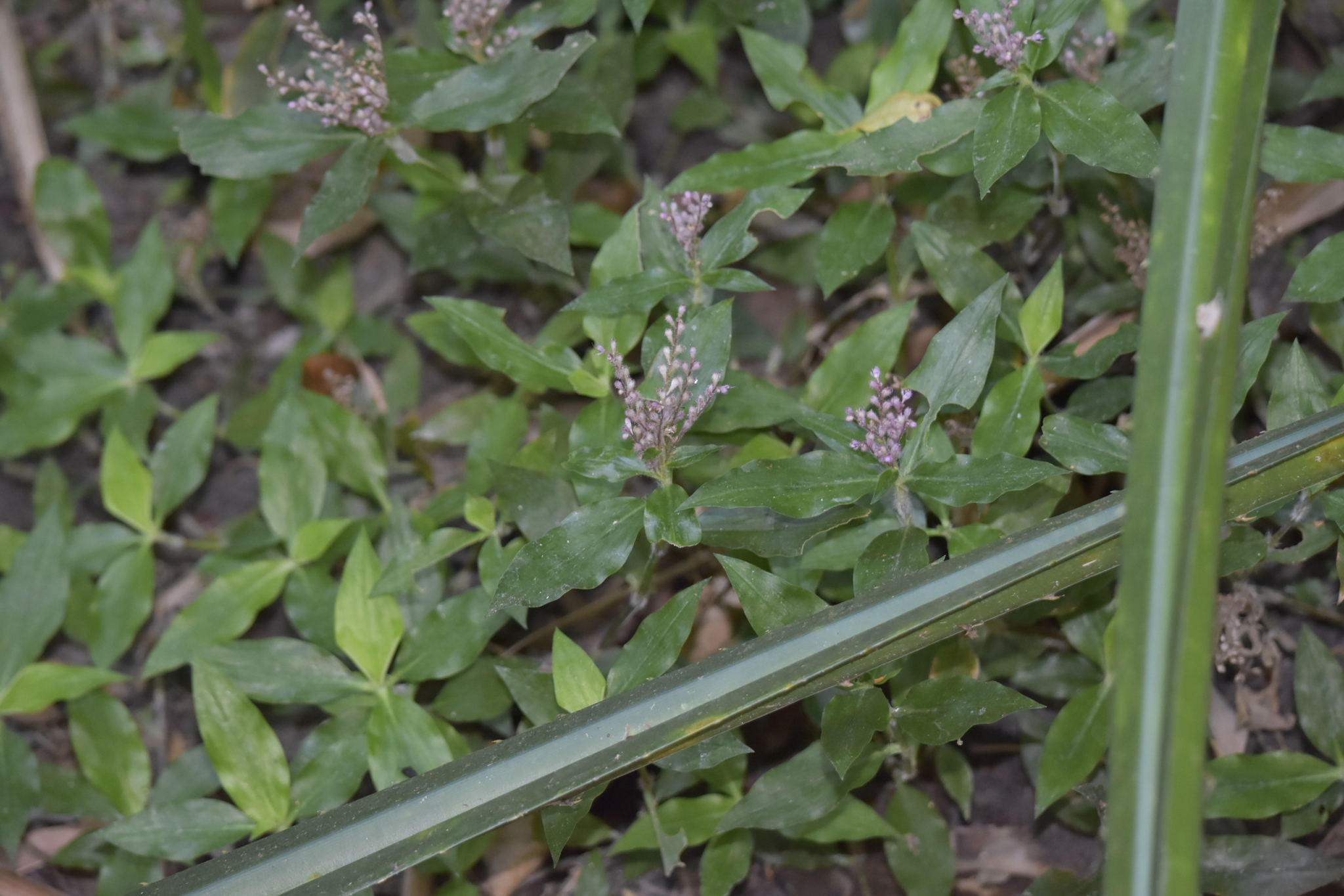 Floscopa scandens (Floscopa scandens)
