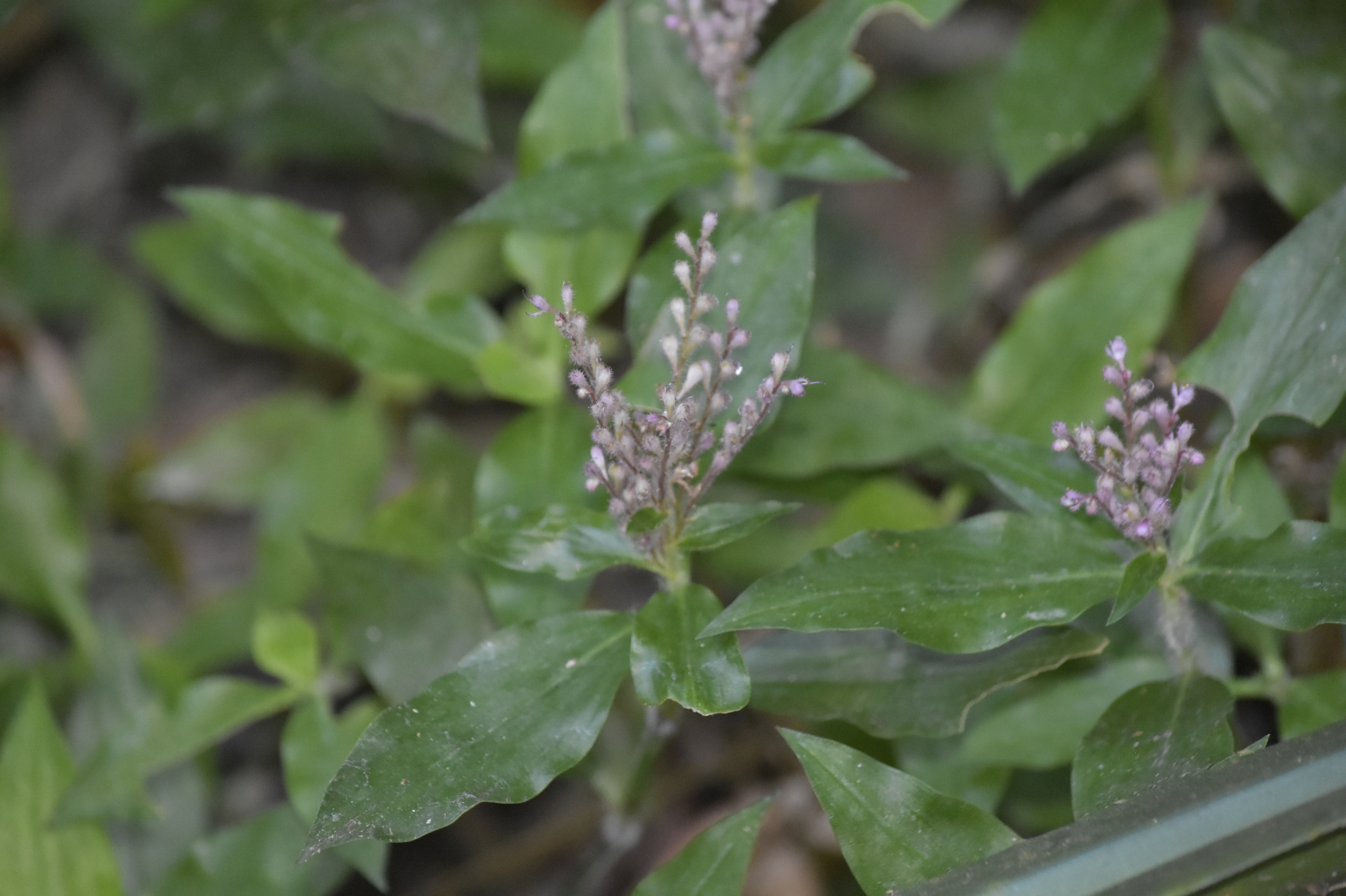 Floscopa scandens — ảnh 2