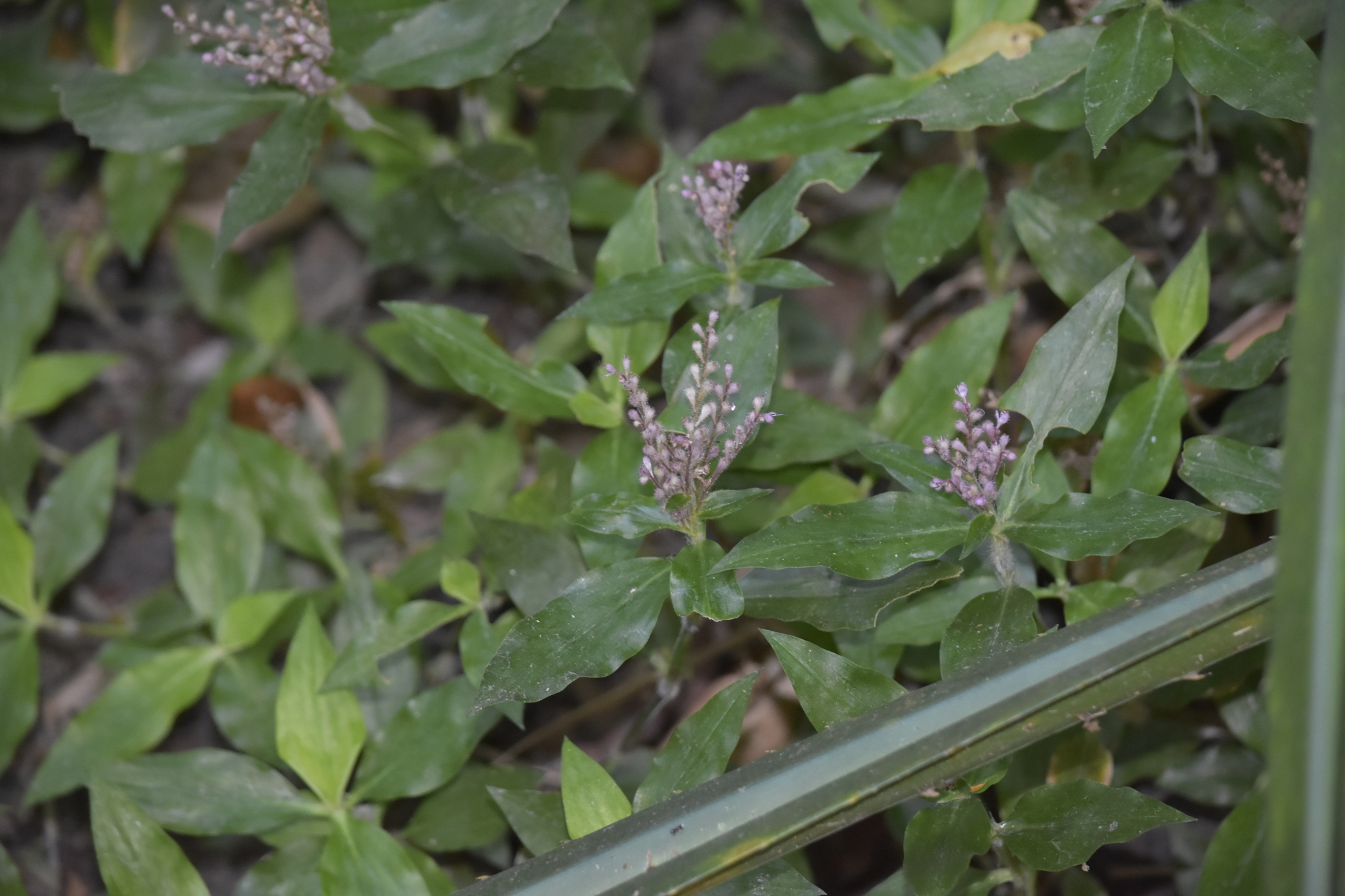 Floscopa scandens — ảnh 3