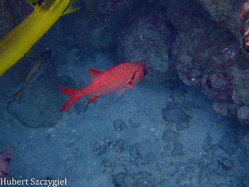 Myripristis amaena observed 2026-04-05