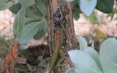 Anolis extremus