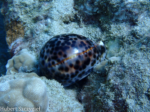 Cypraea tigris observed 2026-04-05