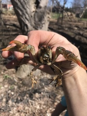 Lacunicambarus polychromatus