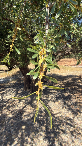 Argan tree