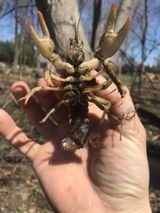 Lacunicambarus polychromatus