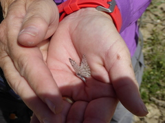 Pontia sisymbrii