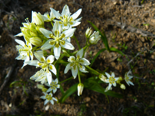 Zygadenus fremontii (Toxicoscordion fremontii)