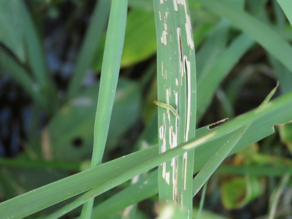 Scurrying Insects Insects from Gold Coast QLD, Australia on May 4, 2026 at 04:13 PM by ...