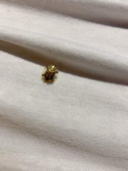 Aspidimorpha quadriremis