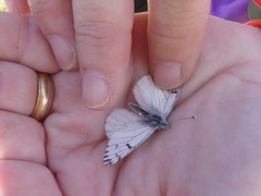 Pontia sisymbrii