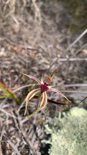 Caladenia dilatata observed 2025-12-06