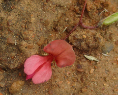 Indigofera filipes image