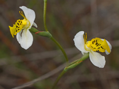 Disa flexuosa