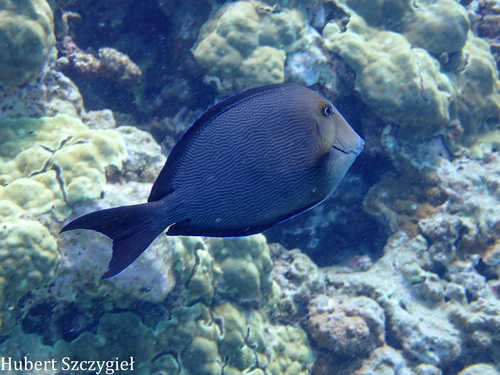 Acanthurus nigroris observed 2026-04-05