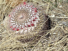Mammillaria wagneriana