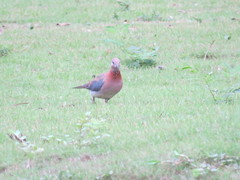 Streptopelia senegalensis