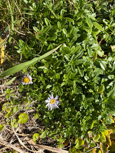 Aster asagrayi iNat (3)