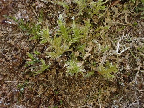Neckera pumila observed 2026-04-28